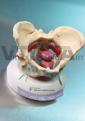 Womens Urology Model